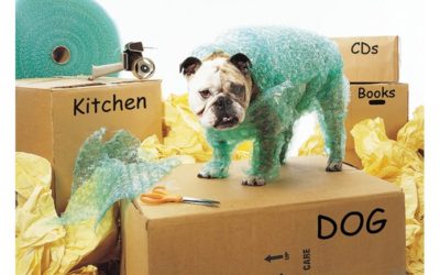 Moving with Furry Friends: Tips for a Stress-Free Relocation from Clear Lake Movers